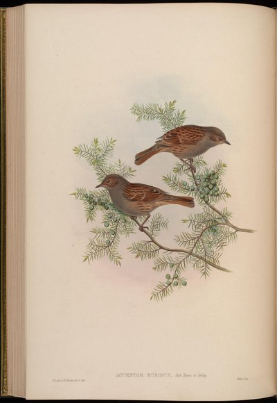 Accentor rubidus = Prunella rubida von John Gould